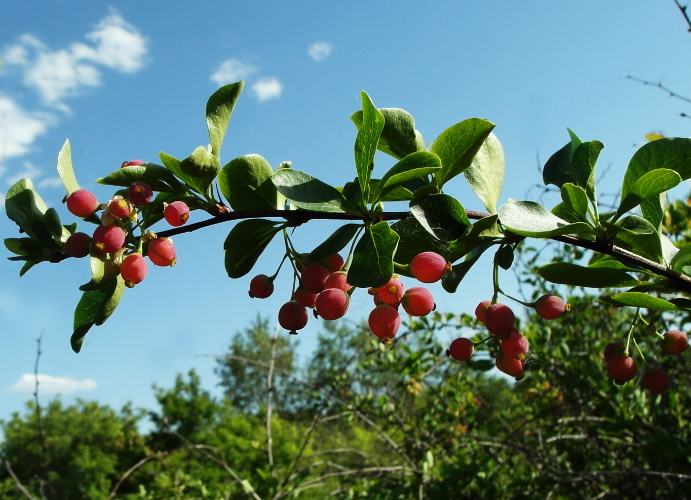 Image of Berberis sphaerocarpa specimen.