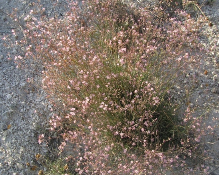 Изображение особи Gypsophila rupestris.