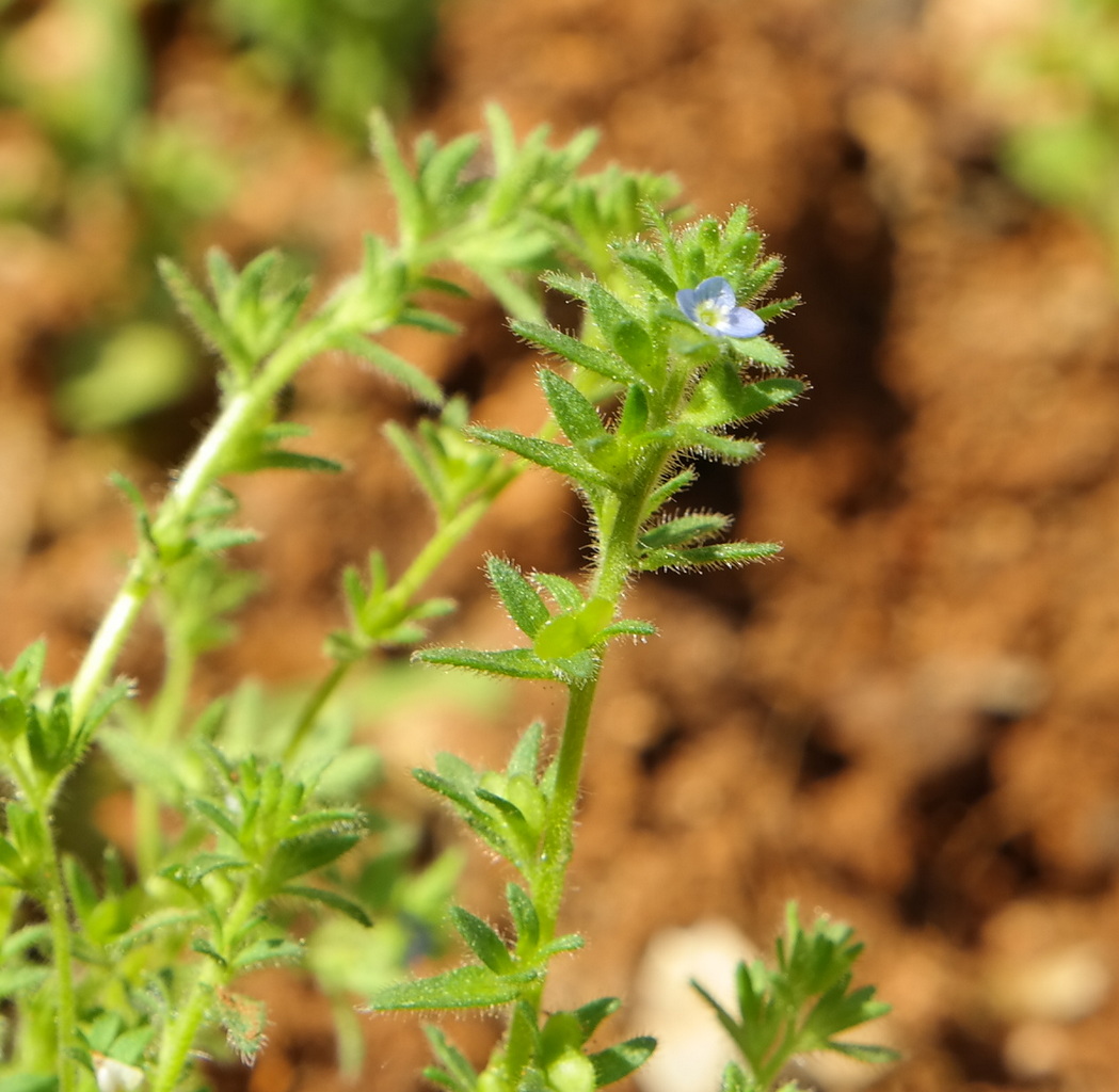 Image of Veronica verna specimen.