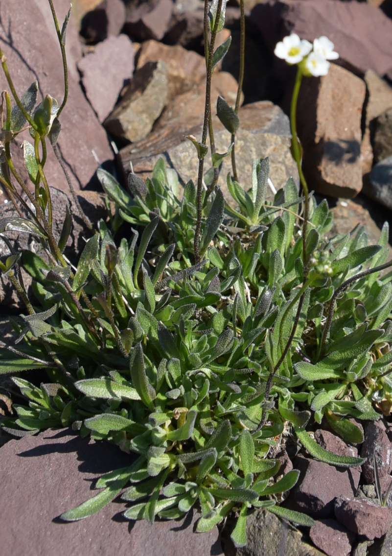 Image of Draba hirta specimen.