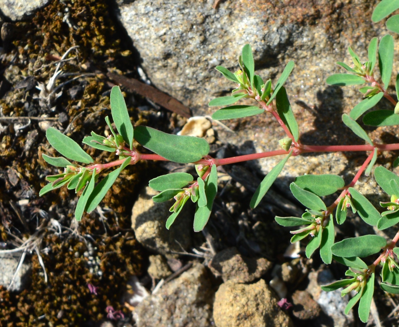 Image of Euphorbia glyptosperma specimen.