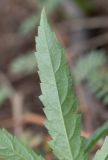 Hibiscus fleckii