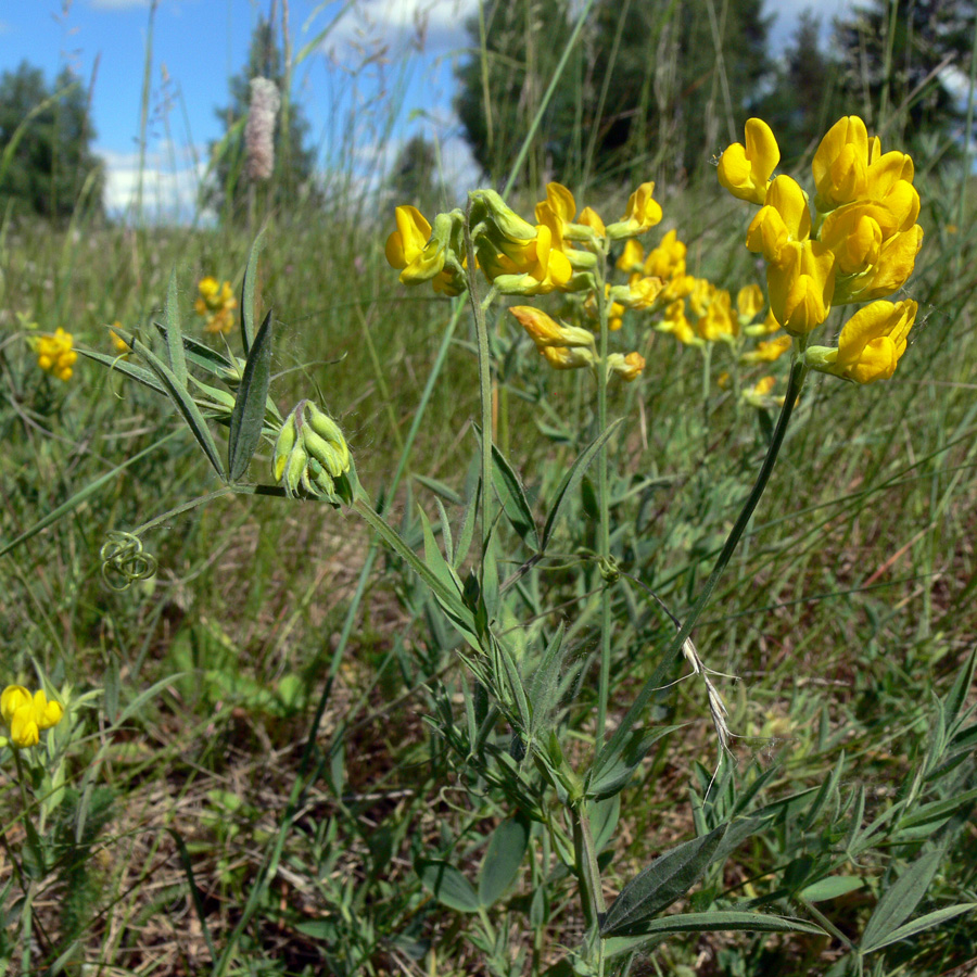 Изображение особи Lathyrus pratensis.