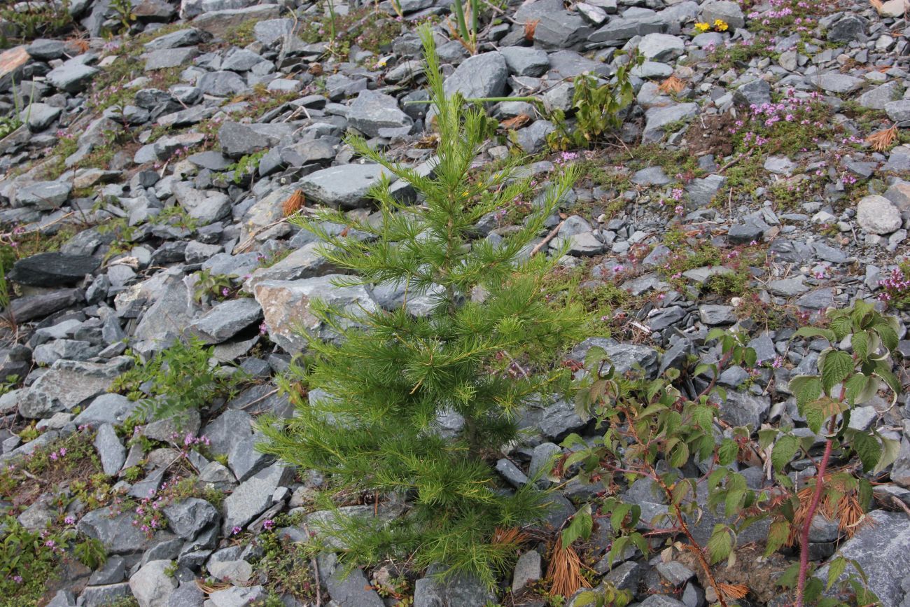 Изображение особи Larix sibirica.