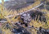 Larix sibirica