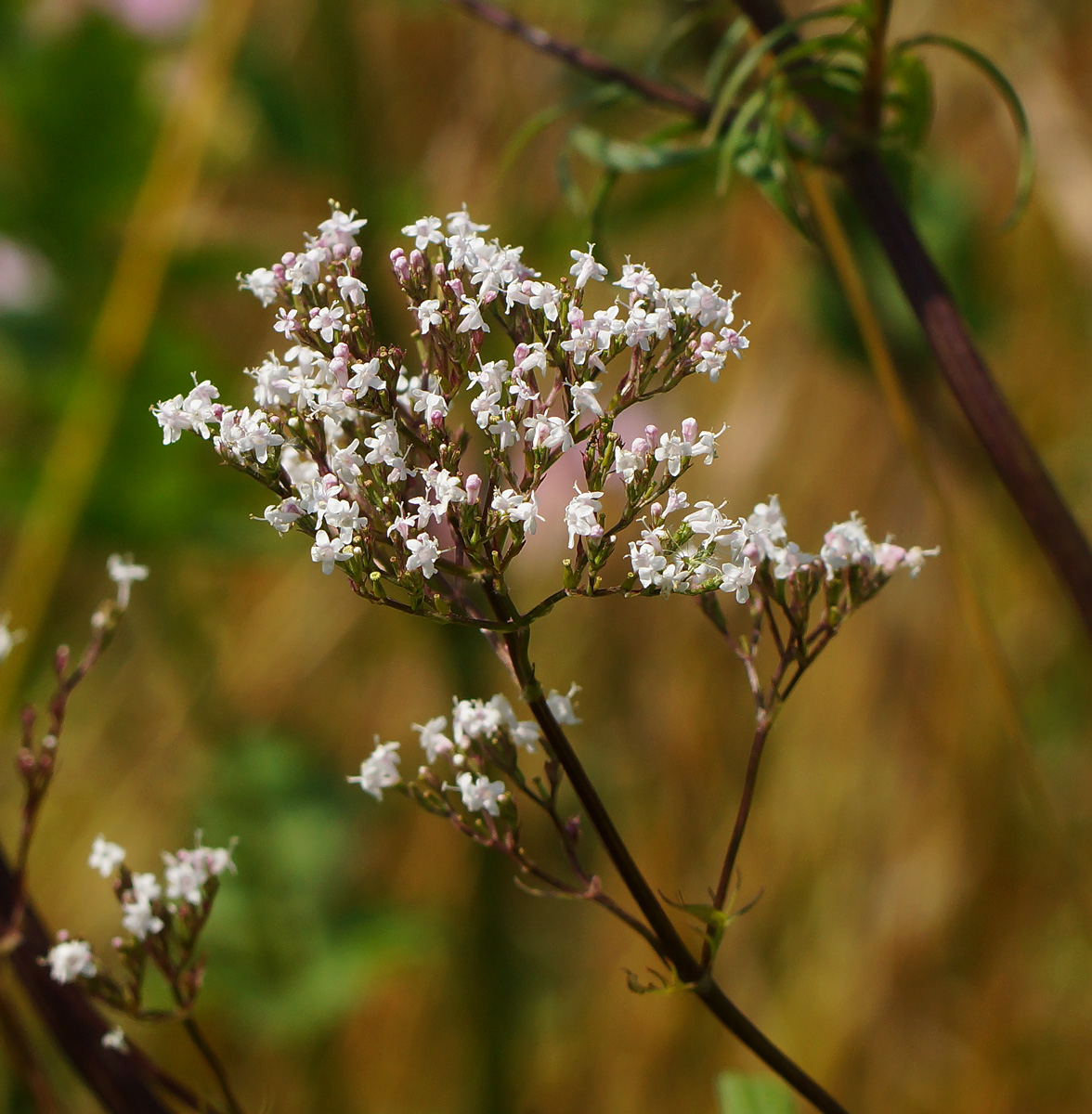 Image of Valeriana officinalis specimen.