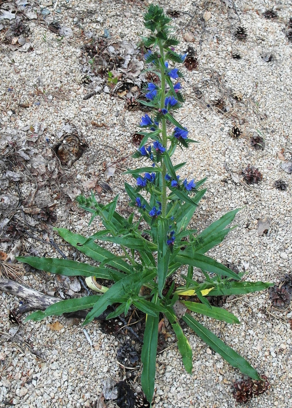 Image of Echium vulgare specimen.