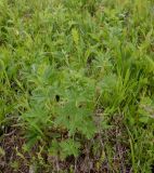 genus Potentilla. Вегетирующее растение. Тверская обл., Весьегонский р-н, с. Чистая Дуброва, низкотравный луг. 11 июня 2020 г.