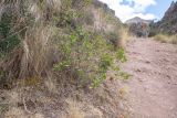 genus Baccharis. Цветущее и плодоносящее растение. Перу, регион Куско, археологический комплекс \"Писак\". 12.10.2019.
