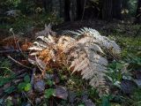 Athyrium filix-femina. Растение с засыхающими вайями и вайями в осенней окраске. Московская обл., Талдомский р-н, окр. пос. Вербилки, пойма р. Якоть, смешанный лес (с преобладанием сосны, берёзы и ели). 06.10.2020.