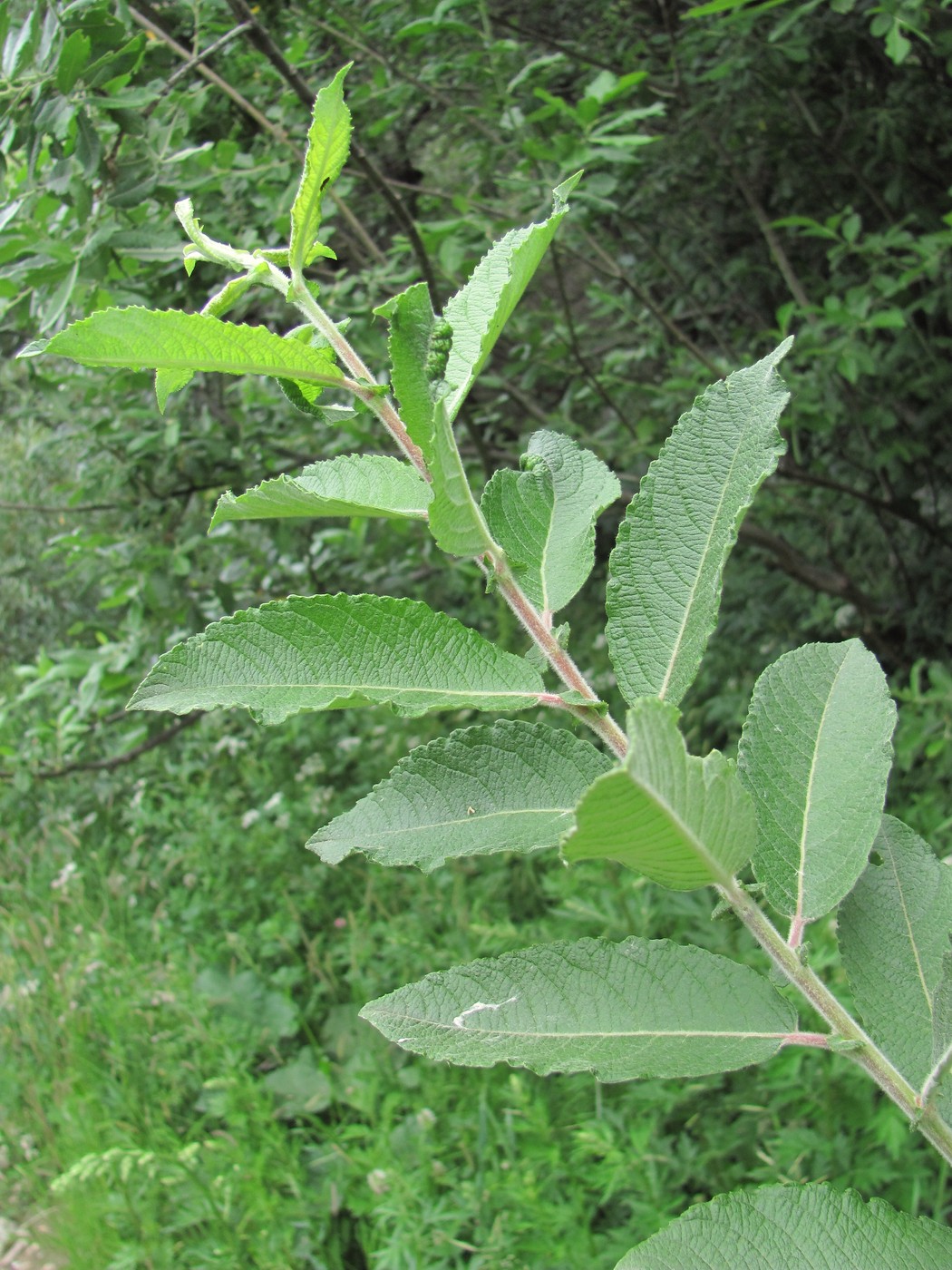 Image of Salix pseudomedemii specimen.