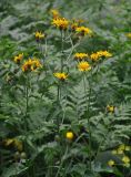 Crepis sibirica