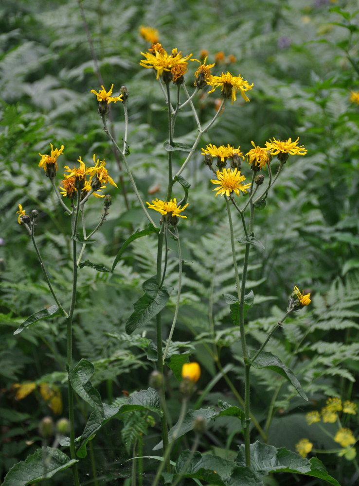 Изображение особи Crepis sibirica.