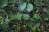 род Alnus