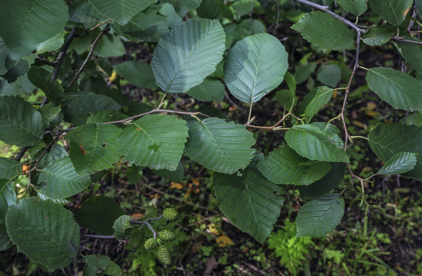 Image of genus Alnus specimen.