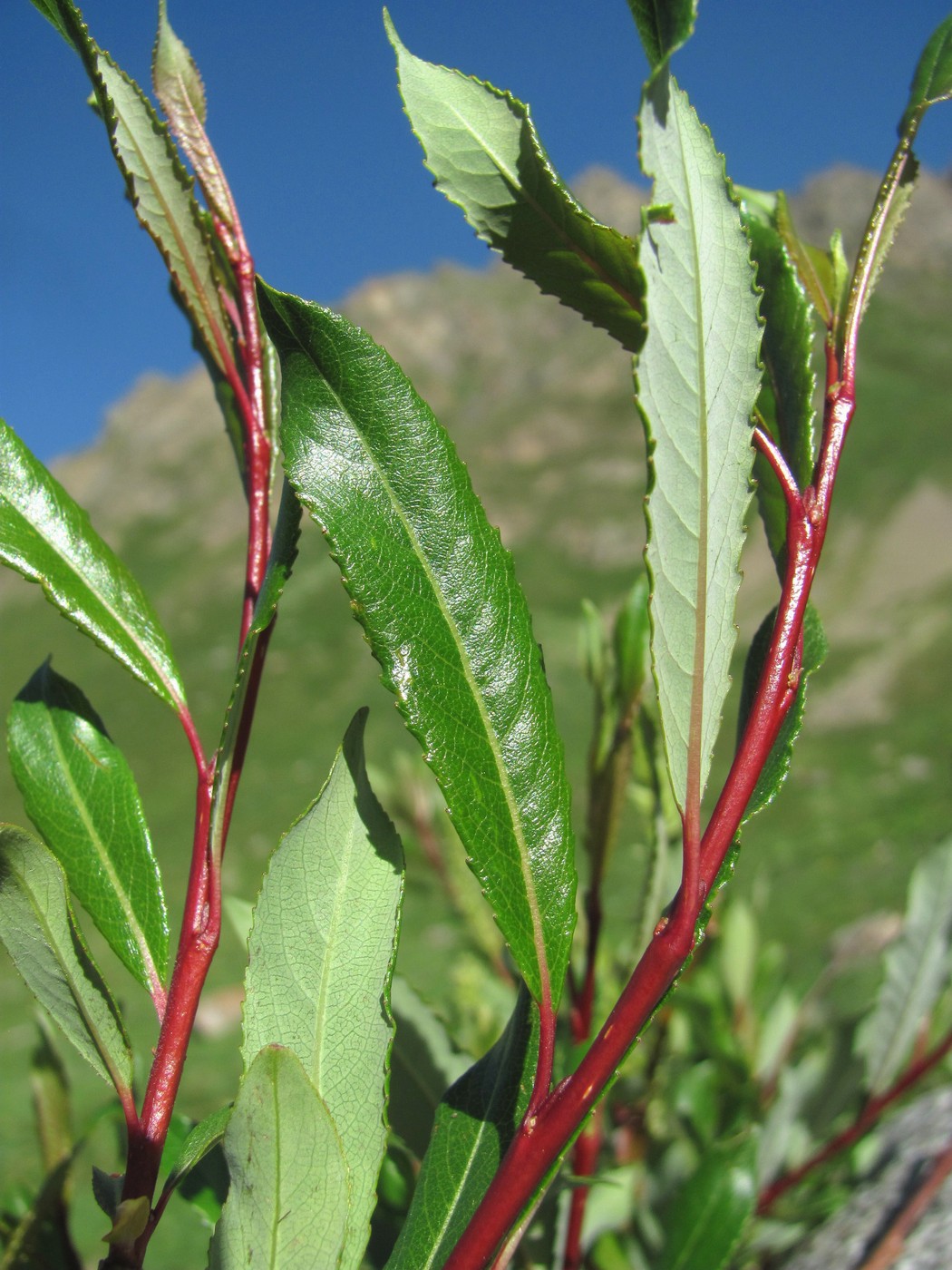 Image of Salix kazbekensis specimen.