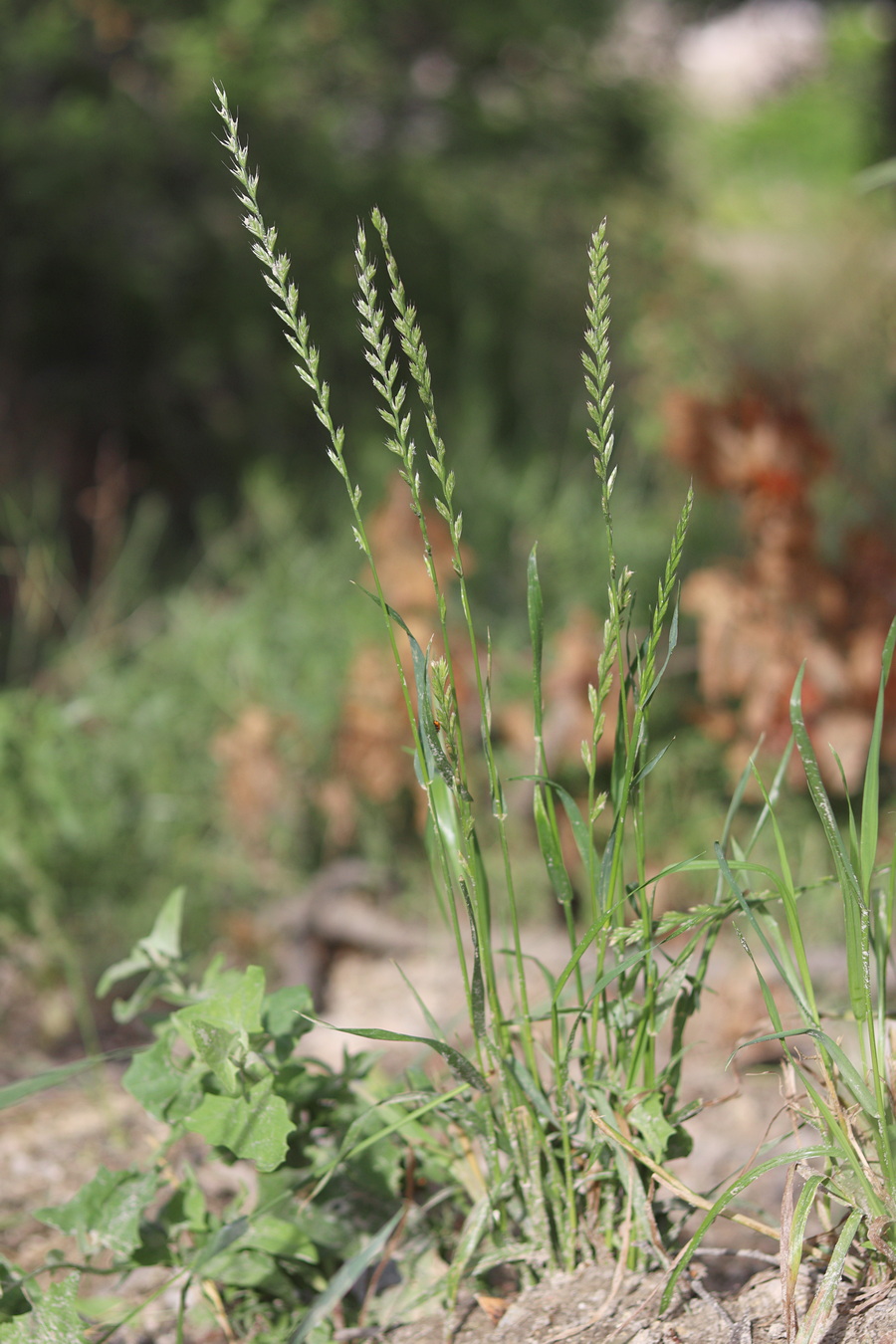 Image of Lolium multiflorum specimen.