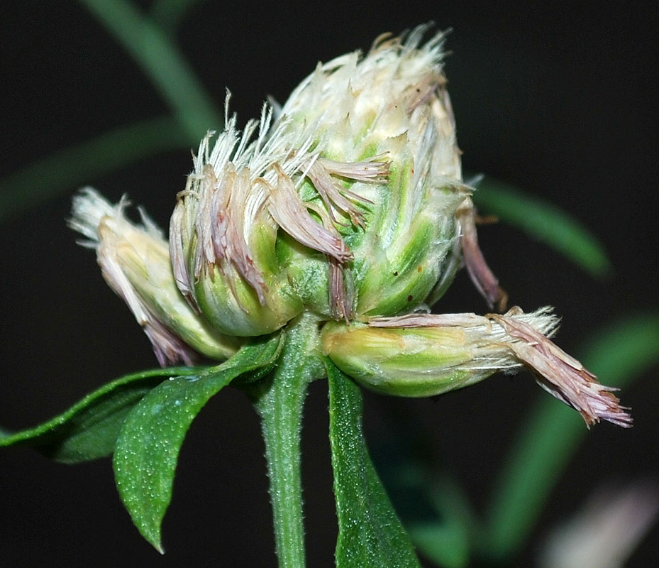 Image of Acroptilon repens specimen.