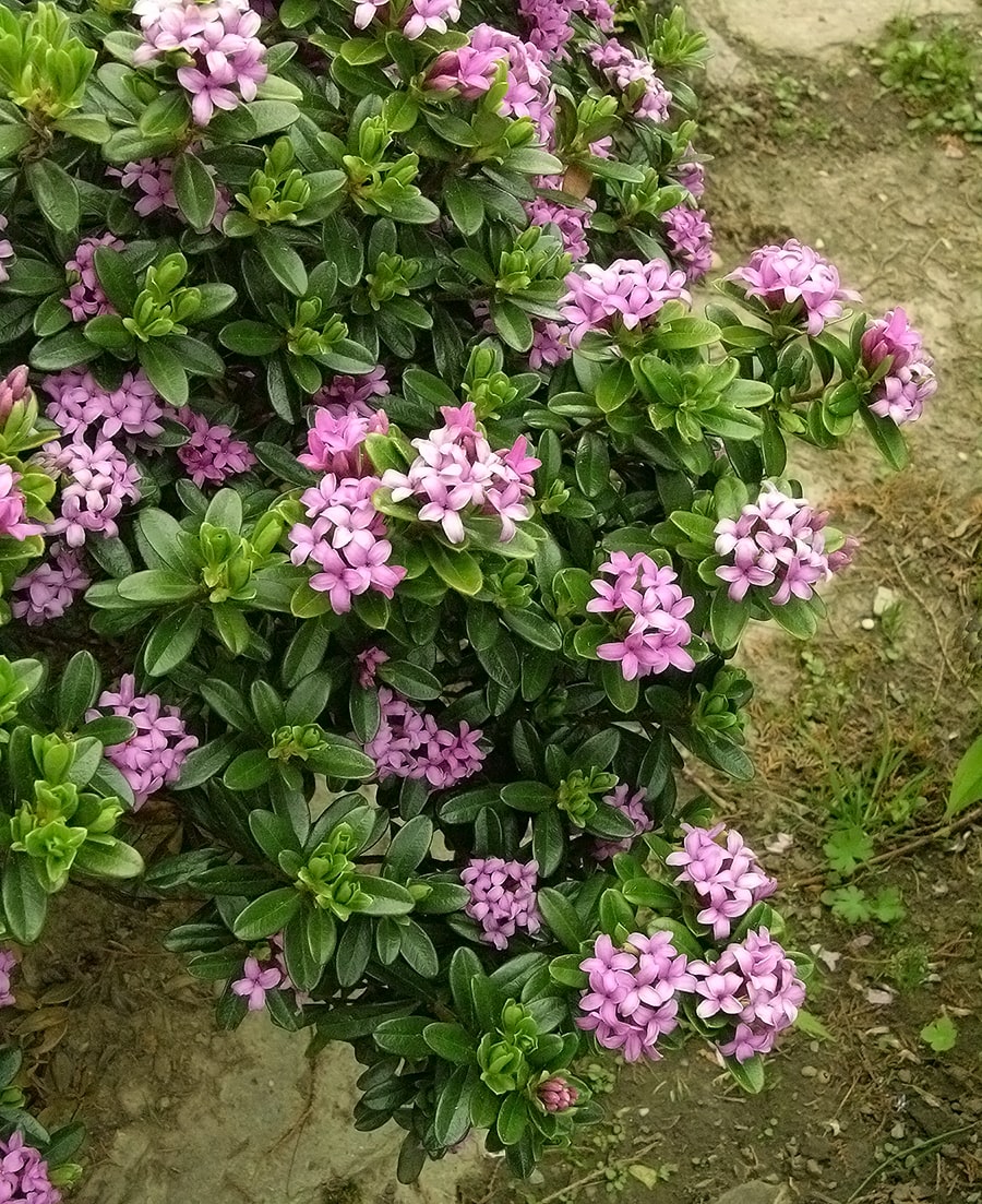 Image of Daphne circassica specimen.