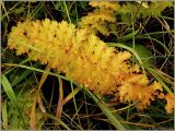 Filipendula vulgaris. Лист в осенней раскраске. Нижегородская область, ст. Юморга, оз. Старая Пьяна. 23 октября 2008 г.