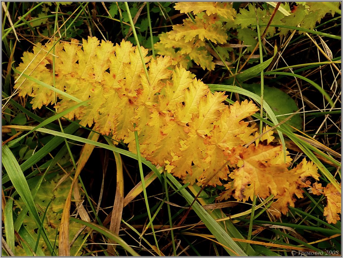 Image of Filipendula vulgaris specimen.