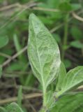 Clinopodium vulgare