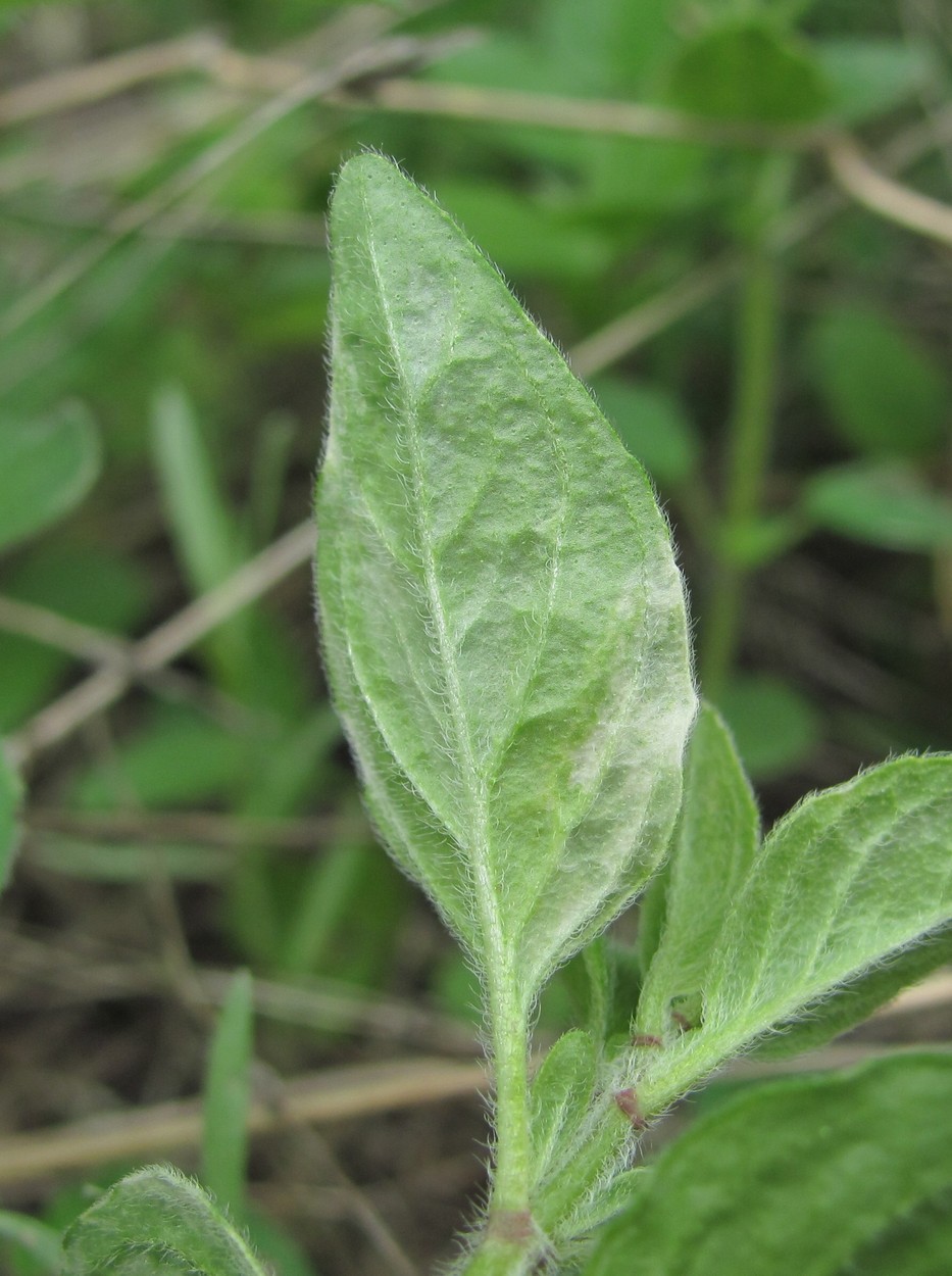 Image of Clinopodium vulgare specimen.