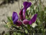 Astragalus vesicarius var. albidus