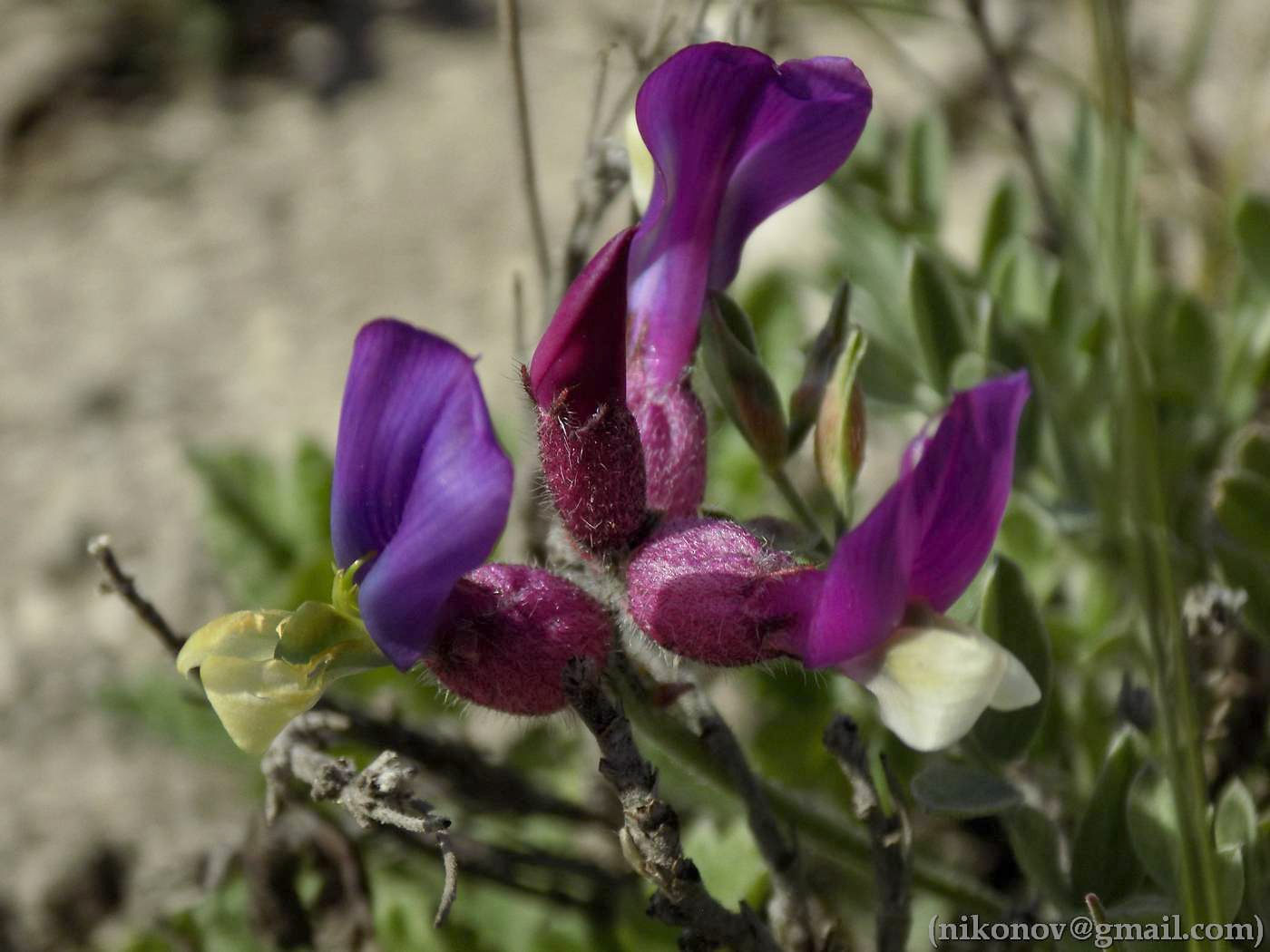 Изображение особи Astragalus vesicarius var. albidus.