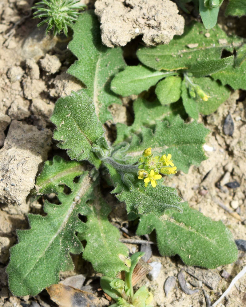 Изображение особи Arabidopsis pumila.