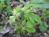 Corydalis marschalliana