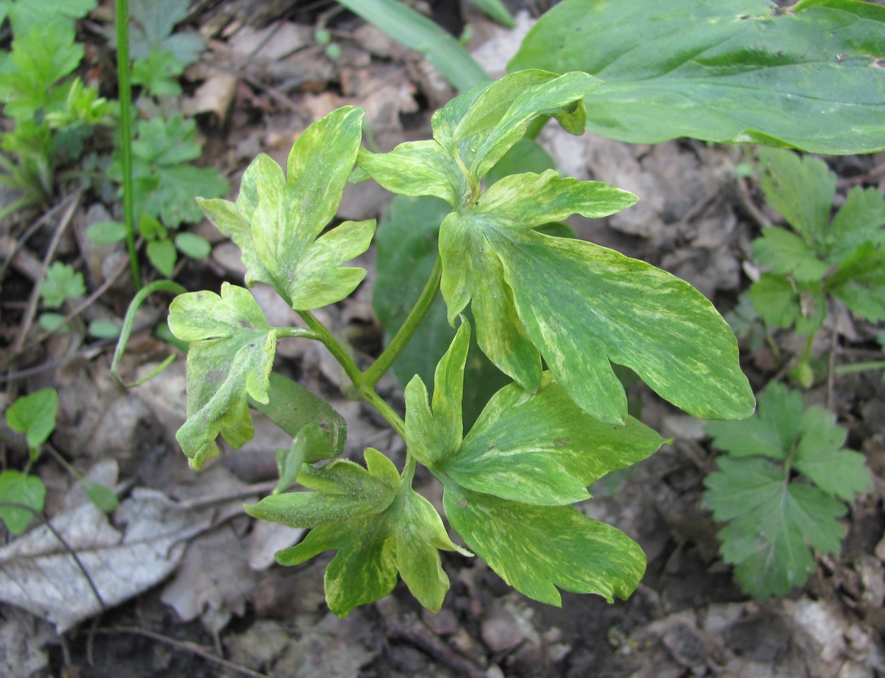 Изображение особи Corydalis marschalliana.