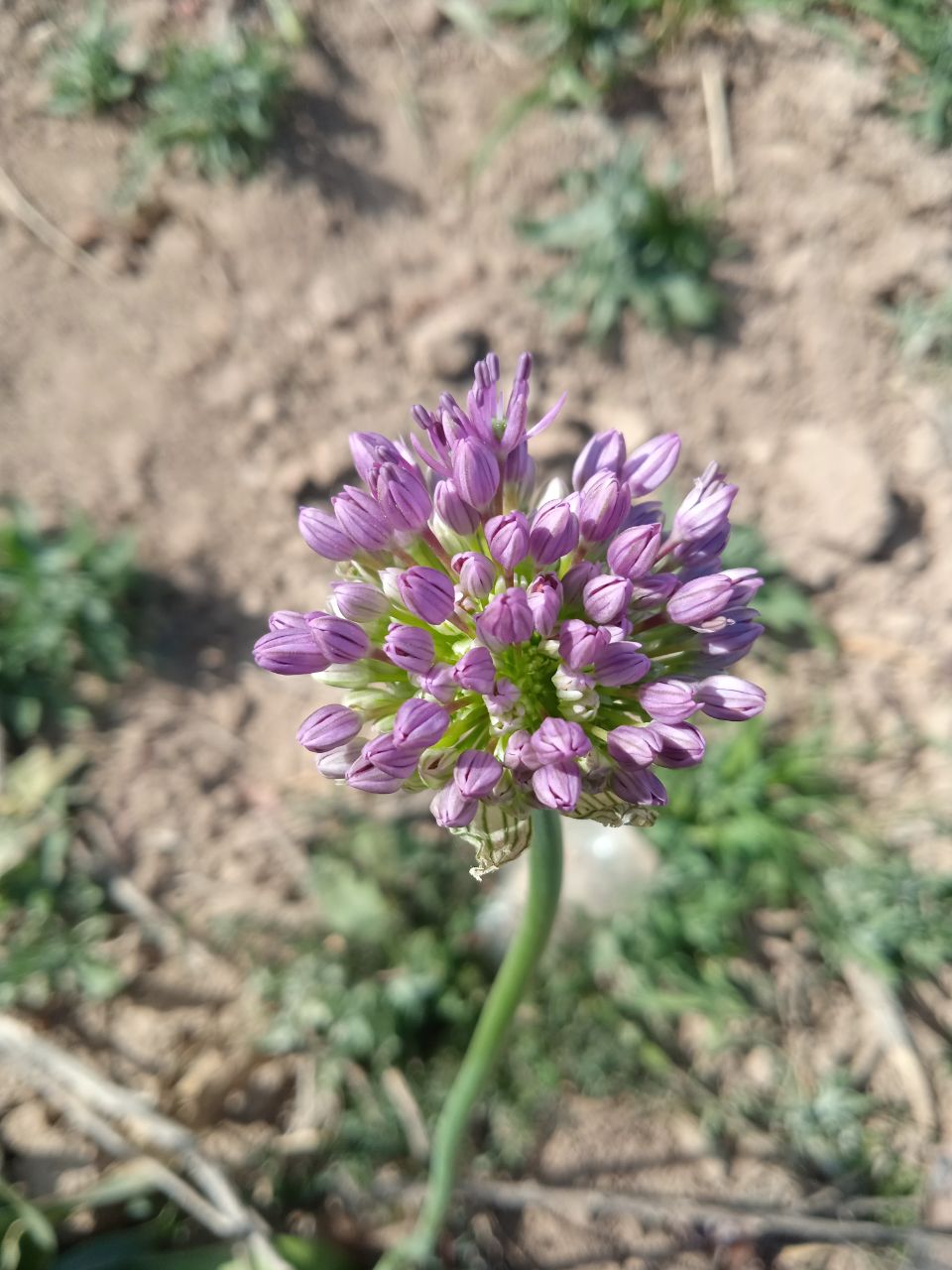 Image of Allium suworowii specimen.