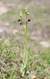 Ophrys mammosa. Цветущее растение. Крым, окр. с. Зеленогорье, ущ. р. Пананьян-Узень, пойма ручья, луг на берегу. 5 мая 2021 г.