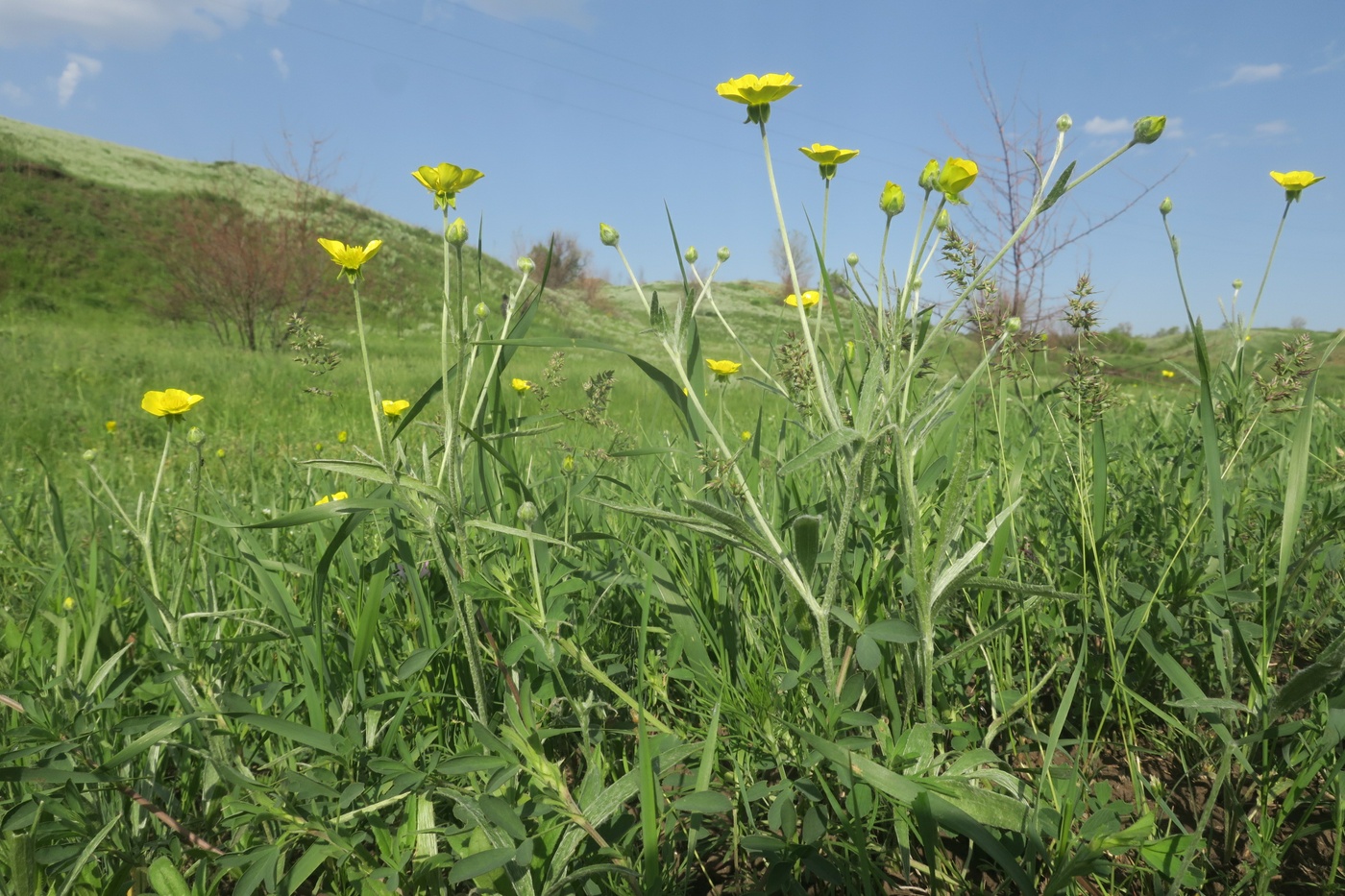 Image of Ranunculus illyricus specimen.