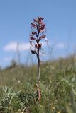 Himantoglossum comperianum