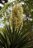 Yucca treculeana. Верхушка растения с соцветием. Краснодарский край, г. Сочи, Дендрарий. 25.05.2021.