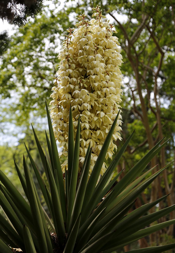 Изображение особи Yucca treculeana.