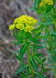 Euphorbia palustris. Верхушка побега с соцветием. Астраханская обл., Наримановский р-н, окр. пос. Сенной, берег р. Волга, ивняк. 26.04.2021.