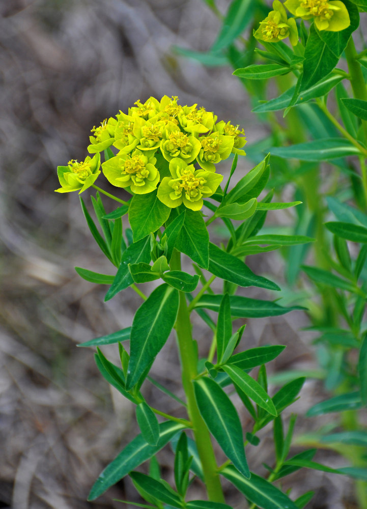 Изображение особи Euphorbia palustris.