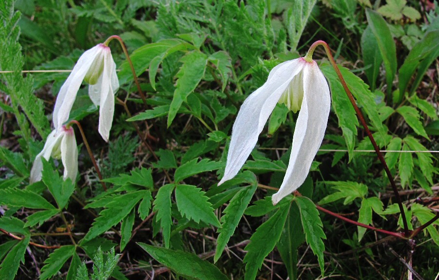 Изображение особи Atragene sibirica.