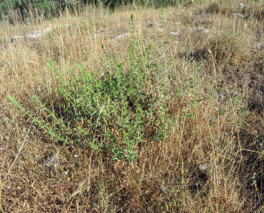 Image of Sideritis pullulans specimen.