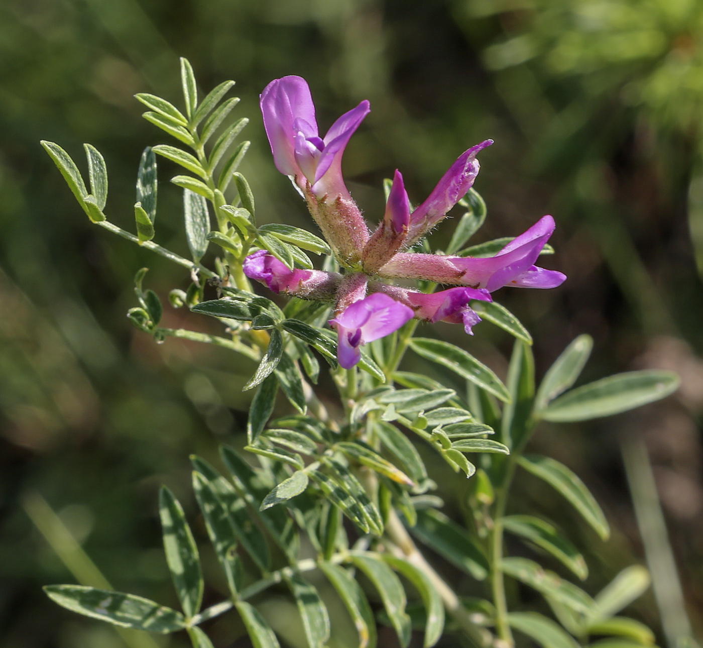 Изображение особи Astragalus cornutus.