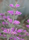 Phlomis pungens