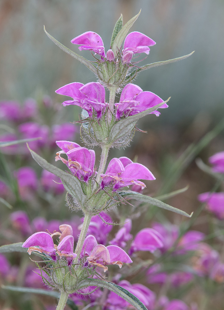 Изображение особи Phlomis pungens.