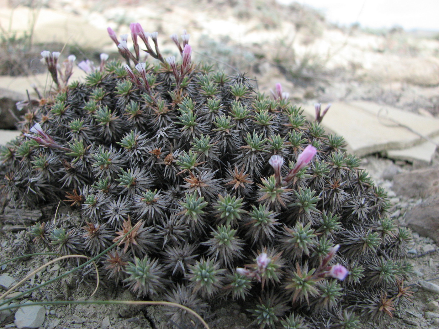 Image of Acantholimon schemachense specimen.