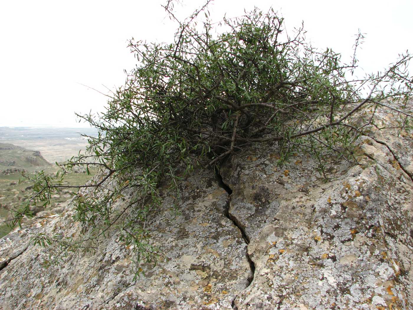 Image of Rhamnus erythroxyloides specimen.