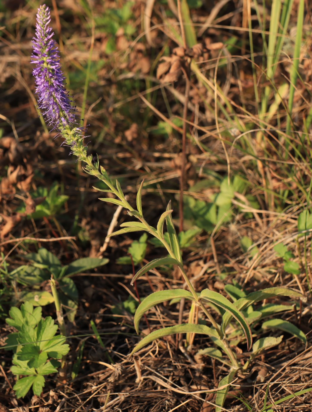 Image of Veronica spicata specimen.