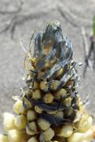 genus Cistanche. Верхушка цветущего растения с бутонами. Узбекистан, Наманганская обл., Ферганская долина, Мингбулакские пески, склон бархана. 29.04.2021.