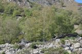 Betula litwinowii